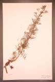 Artemisia abrotanum RCPGdnHerbarium (250).JPG